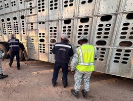 En operativo por gusano barrenador, aseguran 13 bovinos presuntamente robados en Chiapas; una persona fue detenida