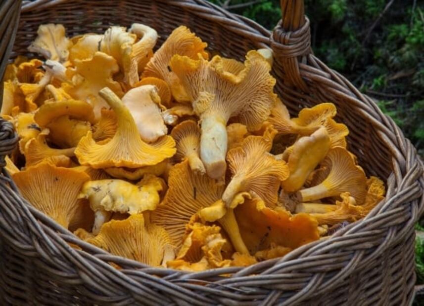 Cómo cultivar hongos comestibles en casa