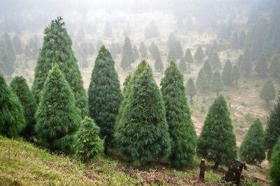 Impulsan venta de árboles de Navidad locales