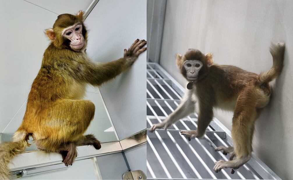 Investigadores chinos lograron el nacimiento del primer mono rhesus, a raíz de uan clonación; la especie tiene dos años de vida.
Fotos: EFE / Zhaodi Liao
