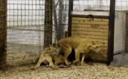 Así fue la llegada de animales a santuario en Colorado