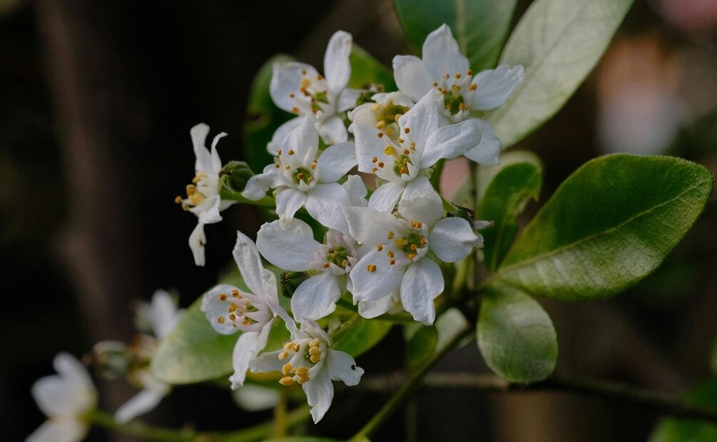Cinco flores comestibles y sus beneficios. Foto: Pexels