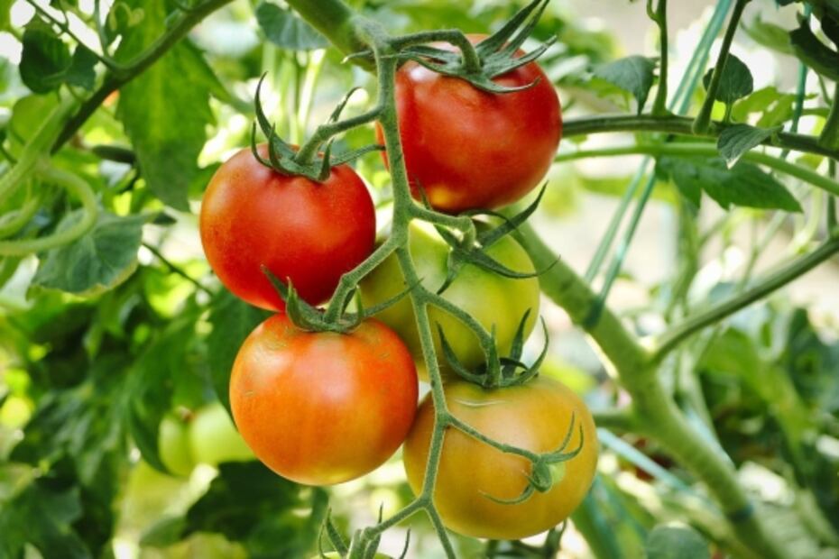 6 frutas que pensabas que eran verduras