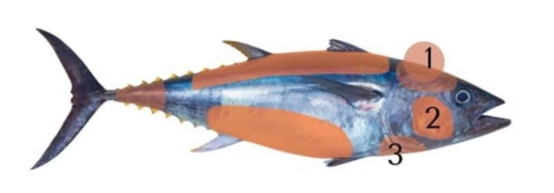 Ronqueo de atún: conoce los cortes más apreciados 