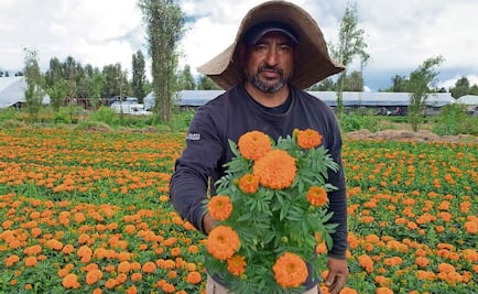 Lista, la flor de 20 pétalos para el Día de Muertos