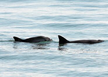 Salvar a vaquita marina, difícil y caro: Sarukhán