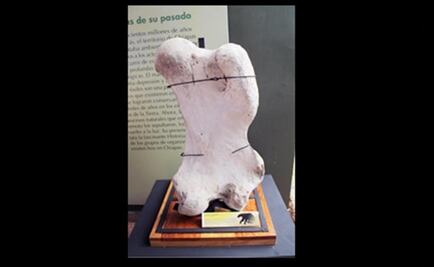 Farmers find femur belonging to giant sloth in Chiapas