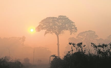 Amazonia brasileña alcanza nuevo récord de deforestación en 2020: sube 9.5% en un año