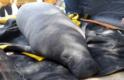 Tras muerte de 27 manatíes, Profepa implementa plan de rescate en Tabasco