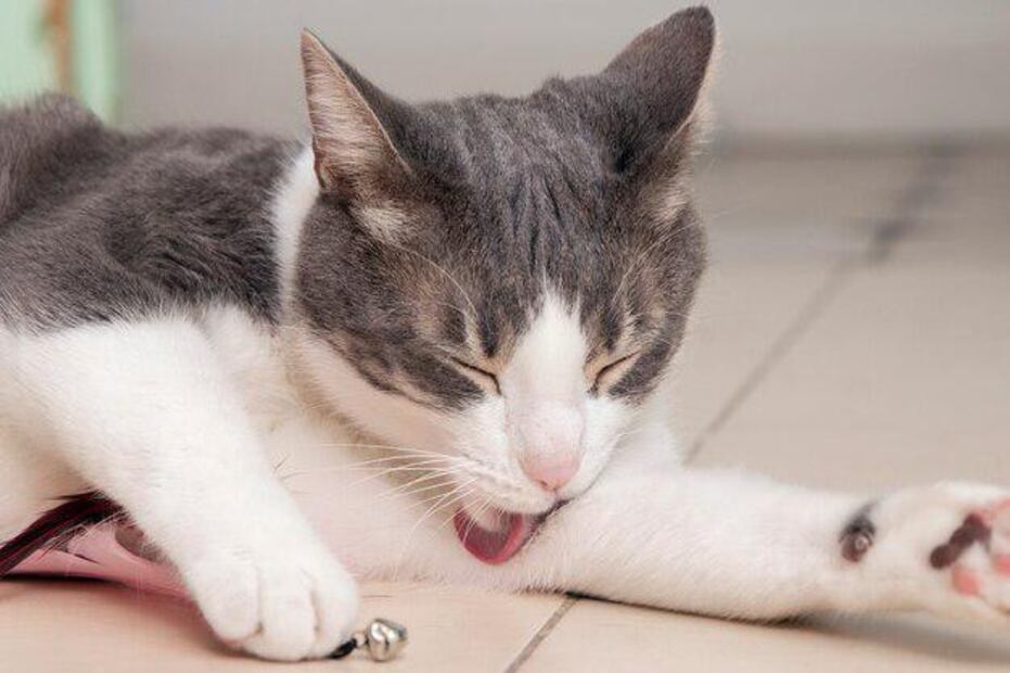 El estrés es una condición peligrosa para los gatos. Fuente: Freepik.