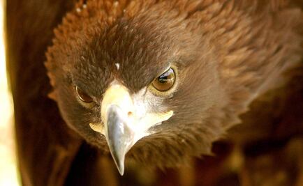 Preservan Águila Real en Puebla