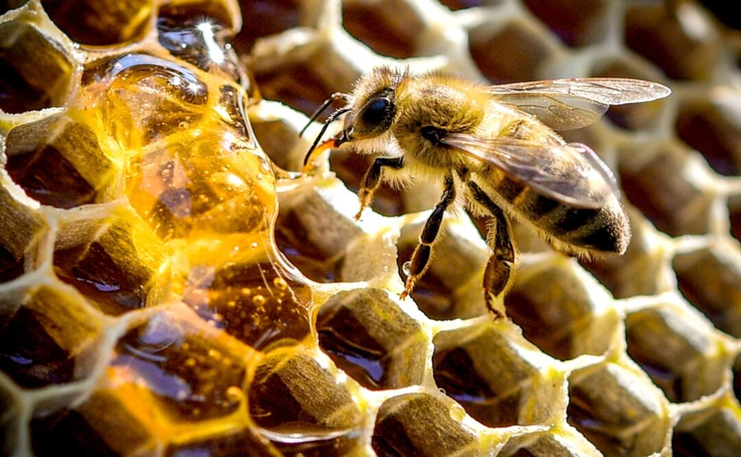 A bee feeding on honey from a honeycomb – Photo: Sascha Steinbach/EFE
