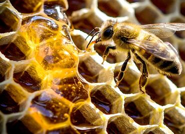 Mexico’s beekeeping industry is at a breaking point