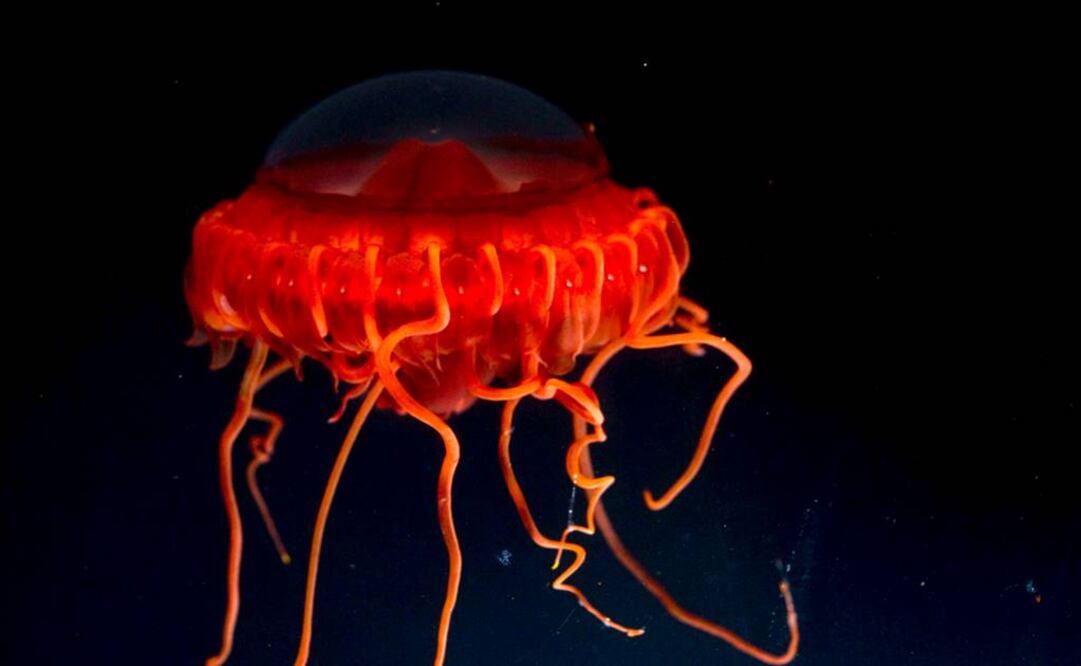Los cnidarios no son organismos con características de nutrición especializada o propiamente cazadores. Foto: Archivo