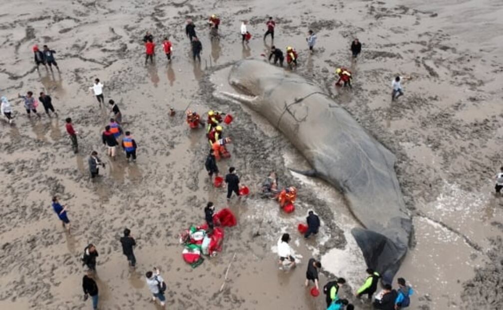 ¿Por qué sí dejar a las ballenas muertas sobre la arena de la playa?: estudio