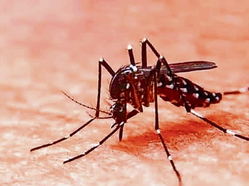 Realizan mega operativo en Morelos ante incremento de muertes por dengue. Foto: Archivo