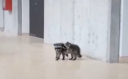 VIDEO “Espíritu universitario”: Captan a par de mapaches rondando por la UNAM