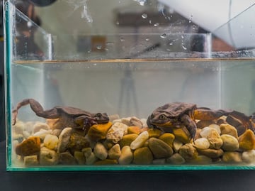 Romeo y Julieta, así fue su primer cita para salvar a su especie
