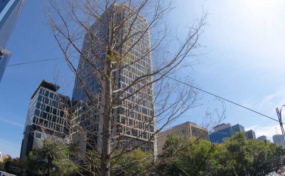 El proceso de adaptación de este ahuehuete se ha retrasado, en comparación con su hermano que se encuentra en el vivero Nezahualcóyotl. Foto: Especial 