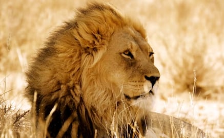 León escapa de parque en Turquía; causa heridas leves a una persona