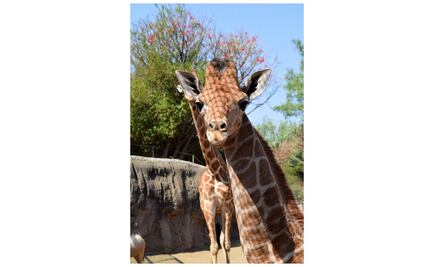 Emilio Osorio pide que jirafa bebé de Chapultepec se llame “Aristemo”