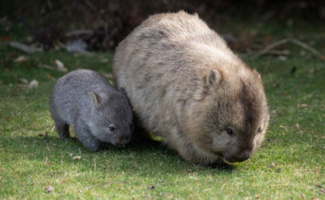 Sam Jones, influencer de EU, causó indignación tras haber tomado a un wombat bebé de su madre y correr con él en brazo. (15/03/25) Foto: iStock