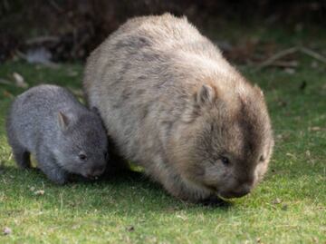 VIDEO: Influencer de EU que causó indignación tras arrebatar un wombat bebé en Australia se disculpa; autoridades amagan con deportarla