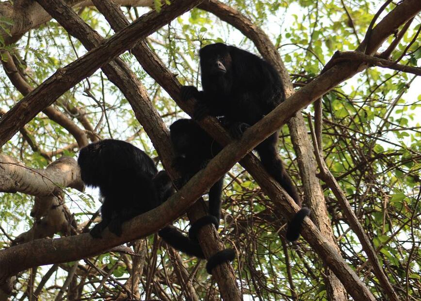 Foto: Reserva de la Biósfera Pantanos de Centla