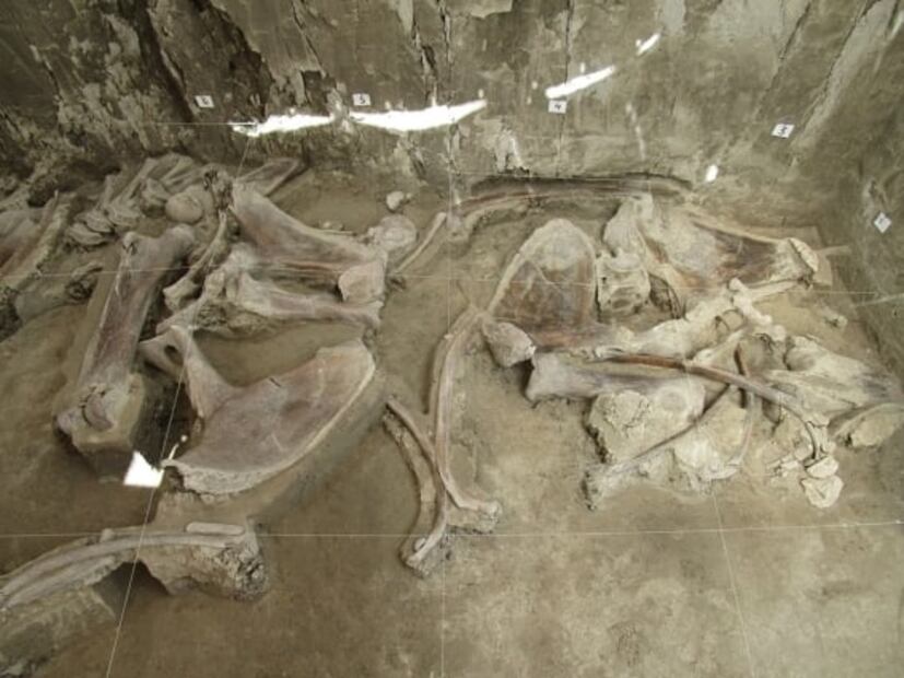 Encuentran en Tultepec primera trampa de mamut en el mundo