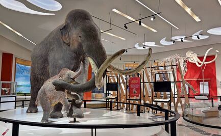 Alistan en Tultepec Museo del Mamut