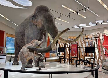 Alistan en Tultepec Museo del Mamut