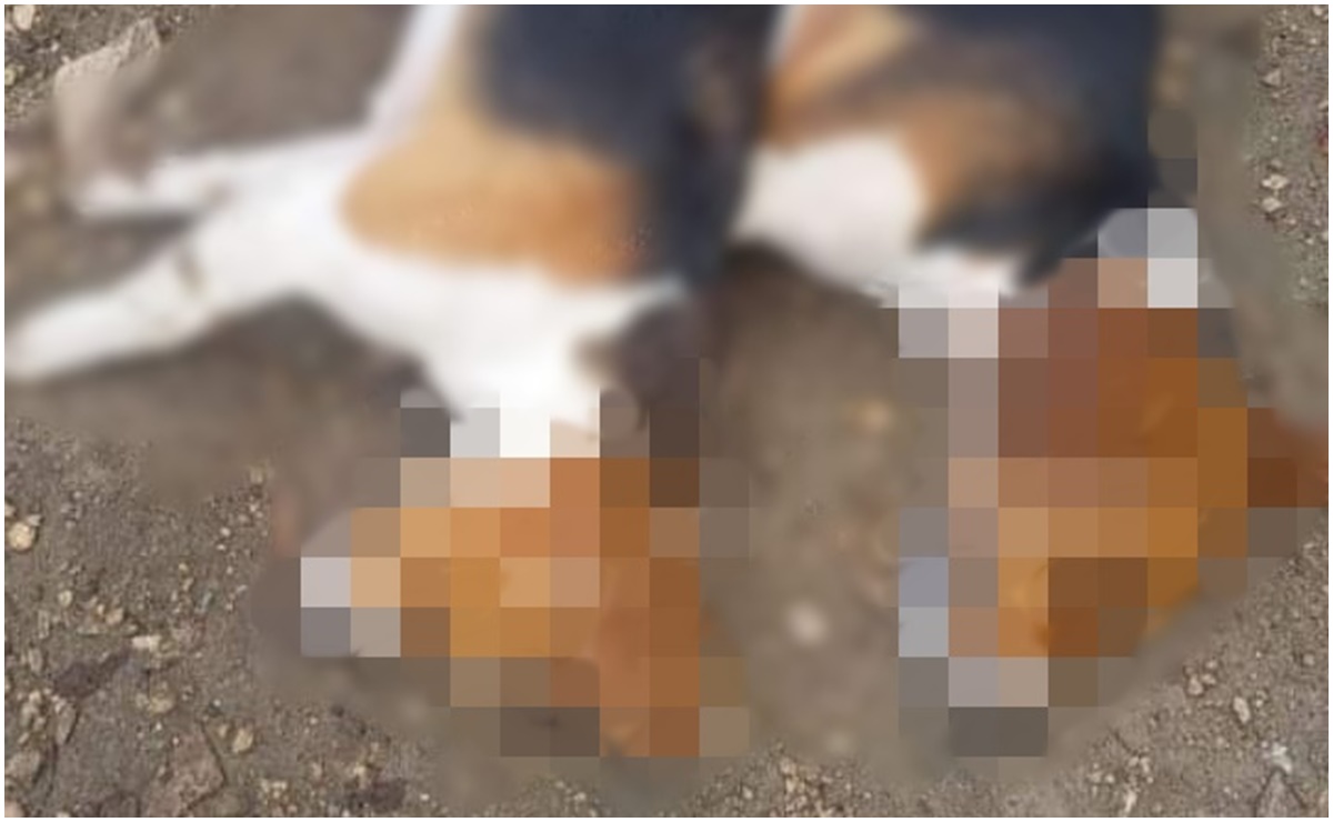 Varios perritos fueron envenados en Ixil, Yucatán (8/11/2024). Foto: Especial