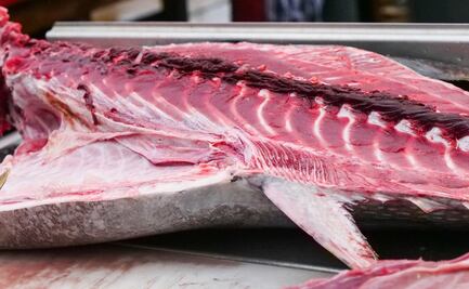 Con ustedes: su majestad el atún mexicano