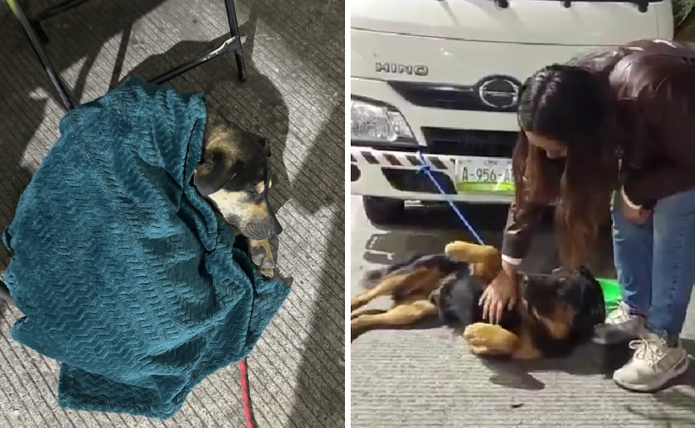 Este 12 de diciembre ya se han reportado los primeros casos de perritos peregrinos abandonados en las inmediaciones de la Basílica de Guadalupe. Foto: AGATAN