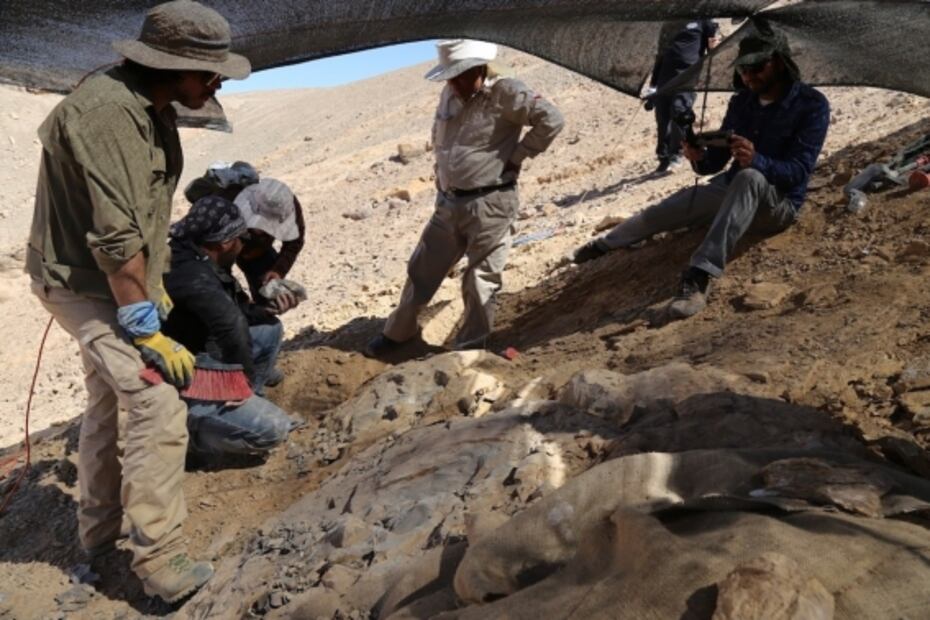 Descubren primeros fósiles de un depredador marino en el desierto de Atacama