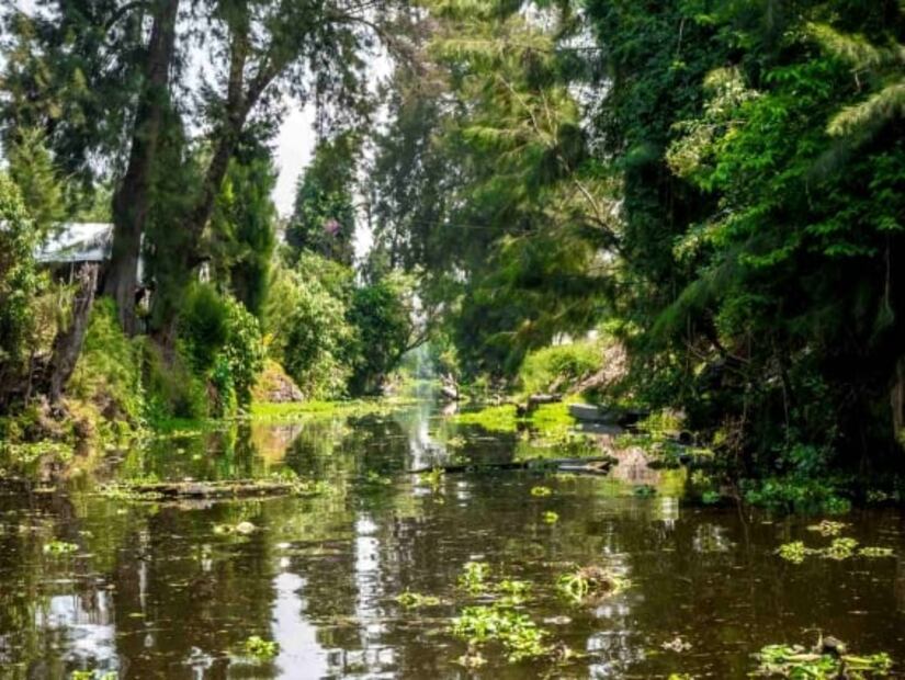 7 tours en Xochimilco fuera de lo común y que no querrás perderte