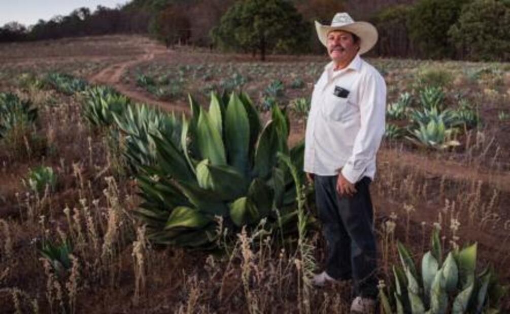 Conoce los destilados mexicanos