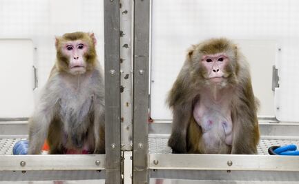 Escasez de primates para experimentación limitaría el estudio de más vacunas contra el Covid-19 