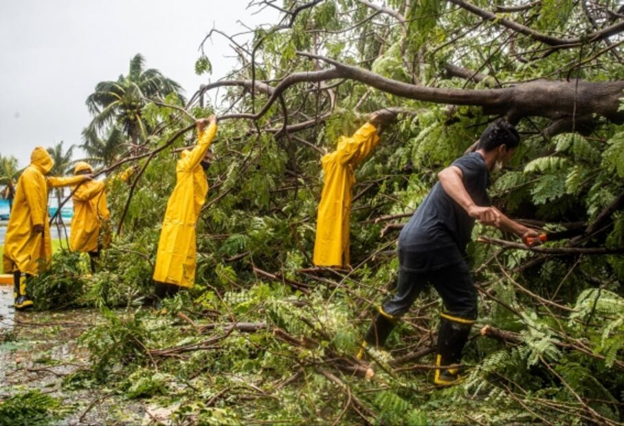 Cinvestav apuesta por el uso de hongos para beneficiar a la reforestación 
