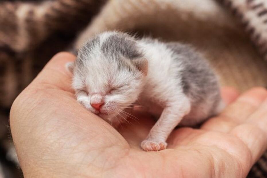 Tocar a los gatitos recién nacidos puede conllevar varios riesgos. Fuente: Freepik.