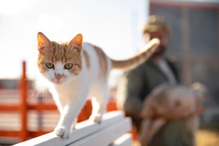 Gato. Fuente: Freepik.