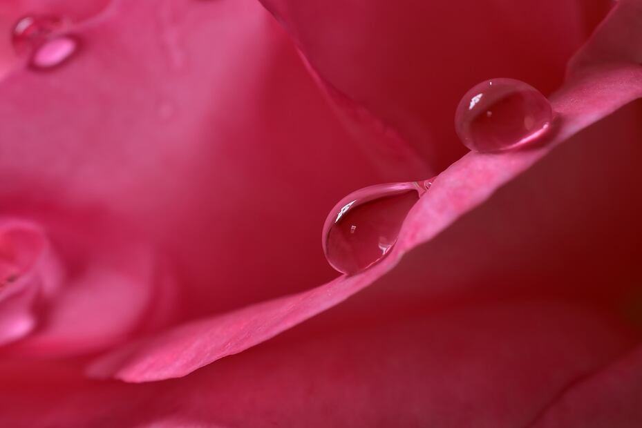 Agua de rosas. Fuente: Pixabay