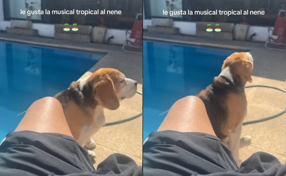 Un canino viral. Fuente: TikTok @frandlcarbonara13