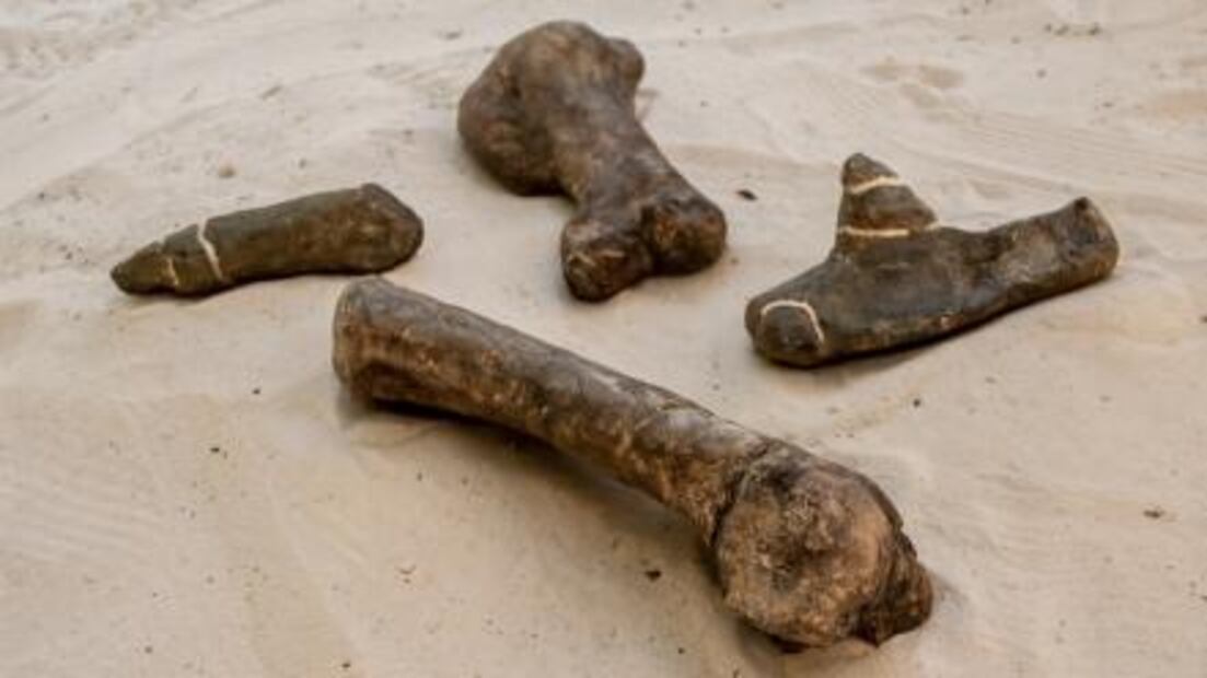 Hallan fósil de dinosaurio más antiguo que habitó en Coahuila