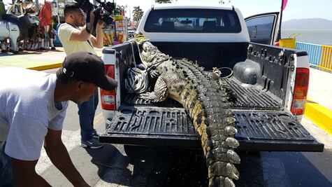 “Juancho”, el cocodrilo que venció a una empresa y recuperó su hogar en Nicaragua