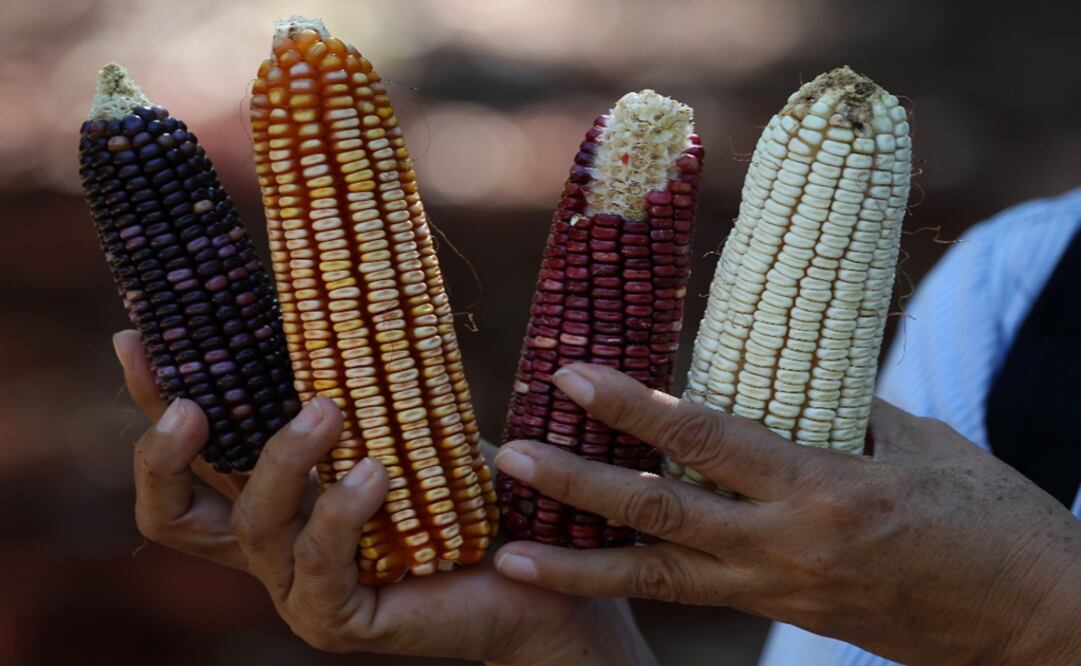 A woman shows the four different varieties of corn produced in Betania, in the Yucatan peninsula, Mexico – Photo: Eduardo Verdugo/AP