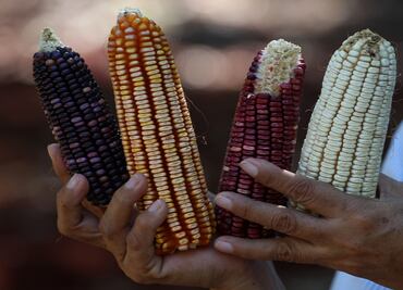 The many health benefits of corn