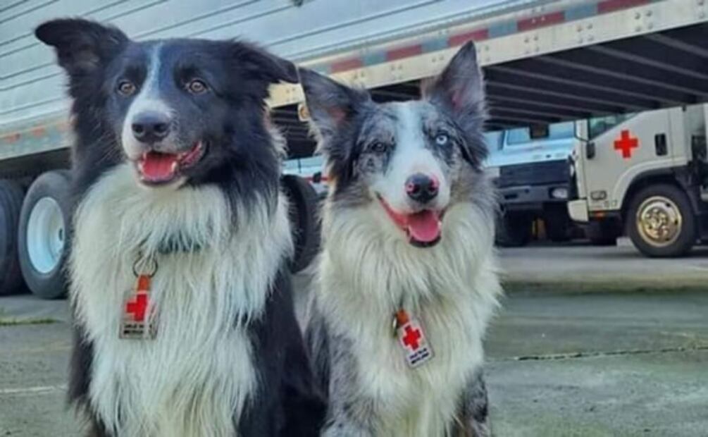 VIDEO: Orly, perrito rescatista mexicano, localiza a víctima entre los escombros tras terremoto en Turquía