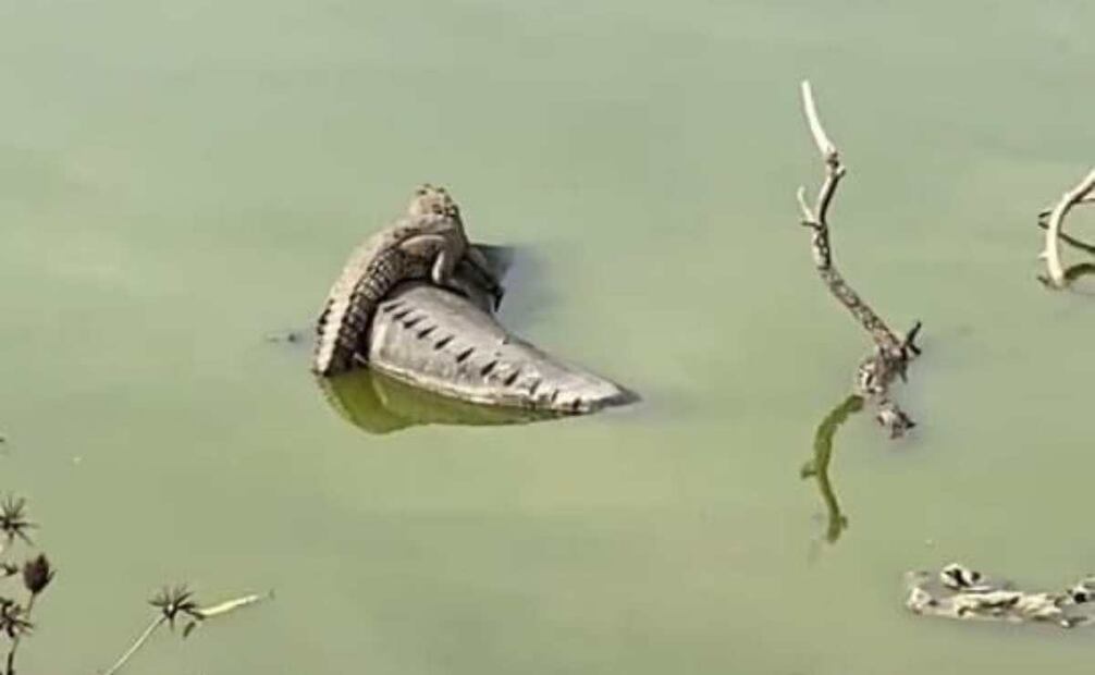 El animal se encontraba a unos 500 metros de la salida de este puerto. Foto: Especial