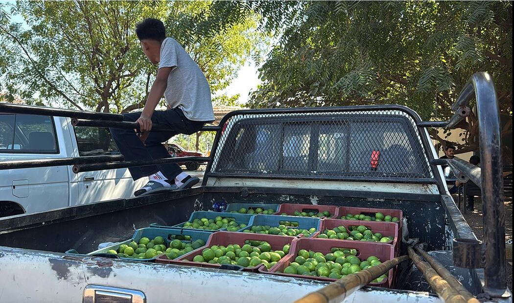 Limoneros temen a los campos minados. Foto: Carlos Arrieta/EL UNIVERSAL